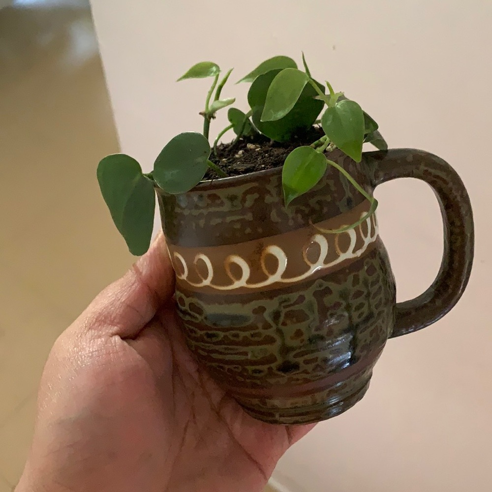 Hearleaf Philodendron - Picture 2 of 4